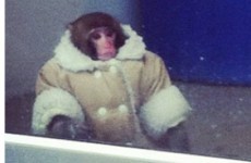 One year on, we remember the IKEA monkey