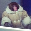 One year on, we remember the IKEA monkey