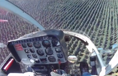 This is how you harvest Christmas trees with a helicopter