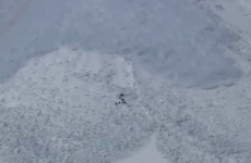 Incredibly lucky goats survive avalanche in nerve-racking video