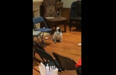 Saddest dog ever is left out of a birthday party