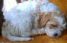 Investigation launched after family dog mauled to death by hunt hounds