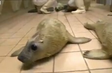 WATCH: Seal pups "overrun" a UK wildlife centre after tidal surge