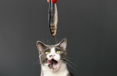 Japanese man stole $185k to feed his cats a luxury diet of fresh fish and chicken