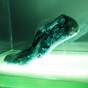 Designer creates self-healing, 3D-printed running shoes