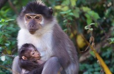 Down? Dublin Zoo's new arrival will keep the blues at manga-bey*