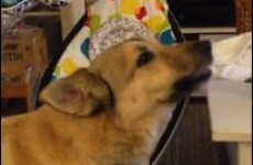 Concerned dog chats to tiny, crying newborn baby