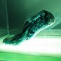 Designer creates self-healing, 3D-printed running shoes