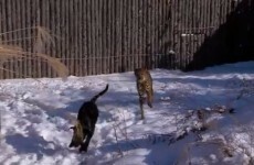 Dog and cheetah having the BEST time together in the snow