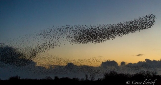 Giant Murmuration of Starlings in Galway Pic of the Day