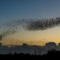 Giant Murmuration of Starlings in Galway Pic of the Day