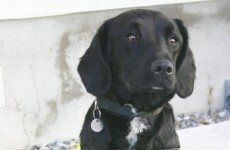 Sniffer dog Holly lands €300,000 drug seizure at Dublin Port