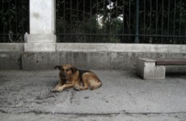 ISPCA shelters put down more strays than other agencies