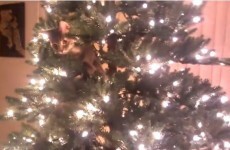 Cat climbs Christmas tree, the inevitable happens