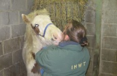 The foal left behind after his mother was beaten to death has a new home