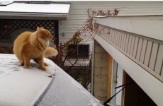 Proof that cats can be just as clumsy as humans