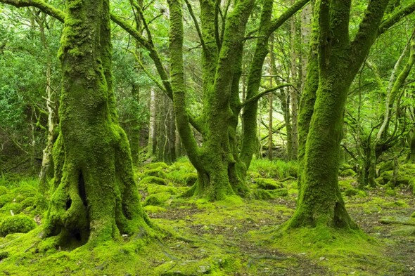 Crocknaboghill Forest