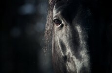 Men released after being questioned over horse shot dead in Kildare