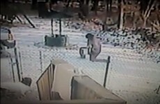 Woman attacked by insane feral cat as she tries to protect her dog