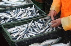Increase in overall tonnage secured at fish quota talks