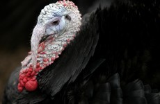 RTÉ programme urged not to air scene of presenter killing turkey