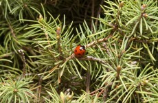 Invasion! How ladybirds have taken over Christmas trees this year