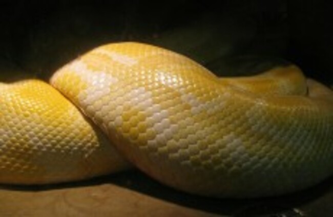 US police rescue woman from jaws of pet python