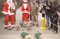 Adorable penguins go on Christmas stroll dressed as Santa