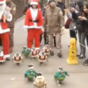 Adorable penguins go on Christmas stroll dressed as Santa