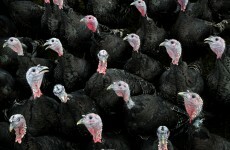 Poll: Should TV programmes be allowed to show the slaughter of farm animals?