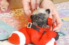 Tiny pug puppy dressed as Santa just wants to be left alone