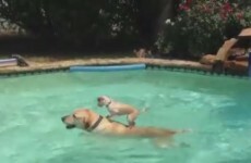 Watch this puppy surf across a pool on another dog's back