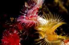 Diving deep: Celebrating 50 years of the Irish Underwater Council