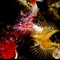 Diving deep: Celebrating 50 years of the Irish Underwater Council