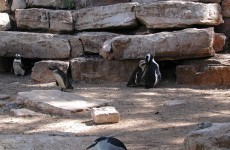 Penguins living together at Israeli Zoo discovered to be 'lesbians'