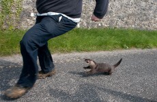 Otter lunacy in Co Clare as farmer rescues frightened animal