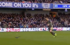 Joey Barton running scared as rogue squirrel causes mayhem at Loftus Road