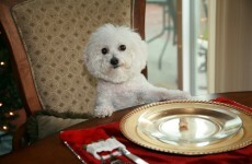 Don't feed Christmas dinner to your pets, animal owners warned