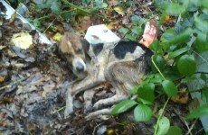 Dog found under a pile of rubbish with his skull smashed is on the mend