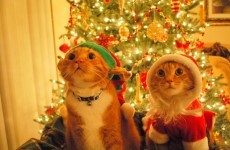 Here are some lovely Christmas memories as shared by you!