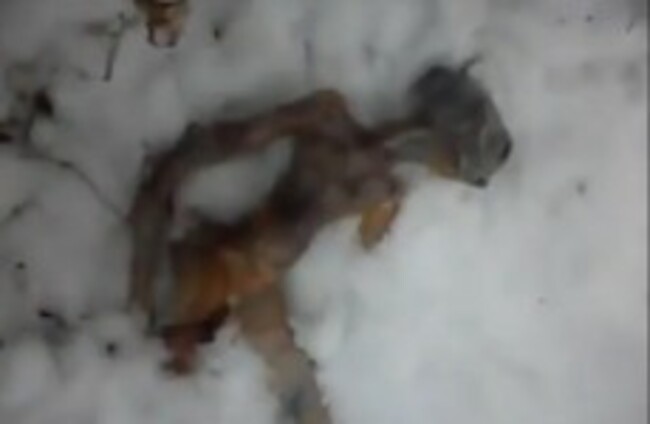 'Dead alien' found in Siberia: Video