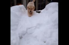 Adorable puppy's first time in the snow