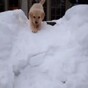Adorable puppy's first time in the snow