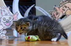 WATCH: The Lion King as voiced by kids and acted out by kittens