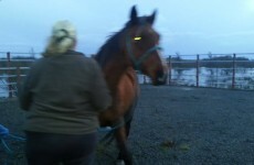 Five horses rescued from freezing River Shannon