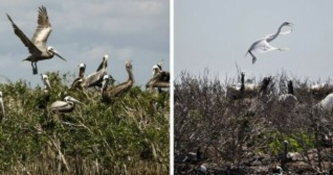 Gulf oil spill: The devastation one year on