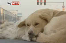 Good samaritan dog refuses to leave friend's side after he was hit by a car