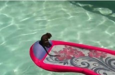 You don't enjoy anything as much as this baby monkey enjoys swimming