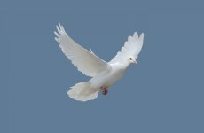 Pope Francis and Richard Haass shortlisted for Tipperary Peace Award