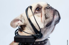 New device claims to translate your dog's thoughts into English